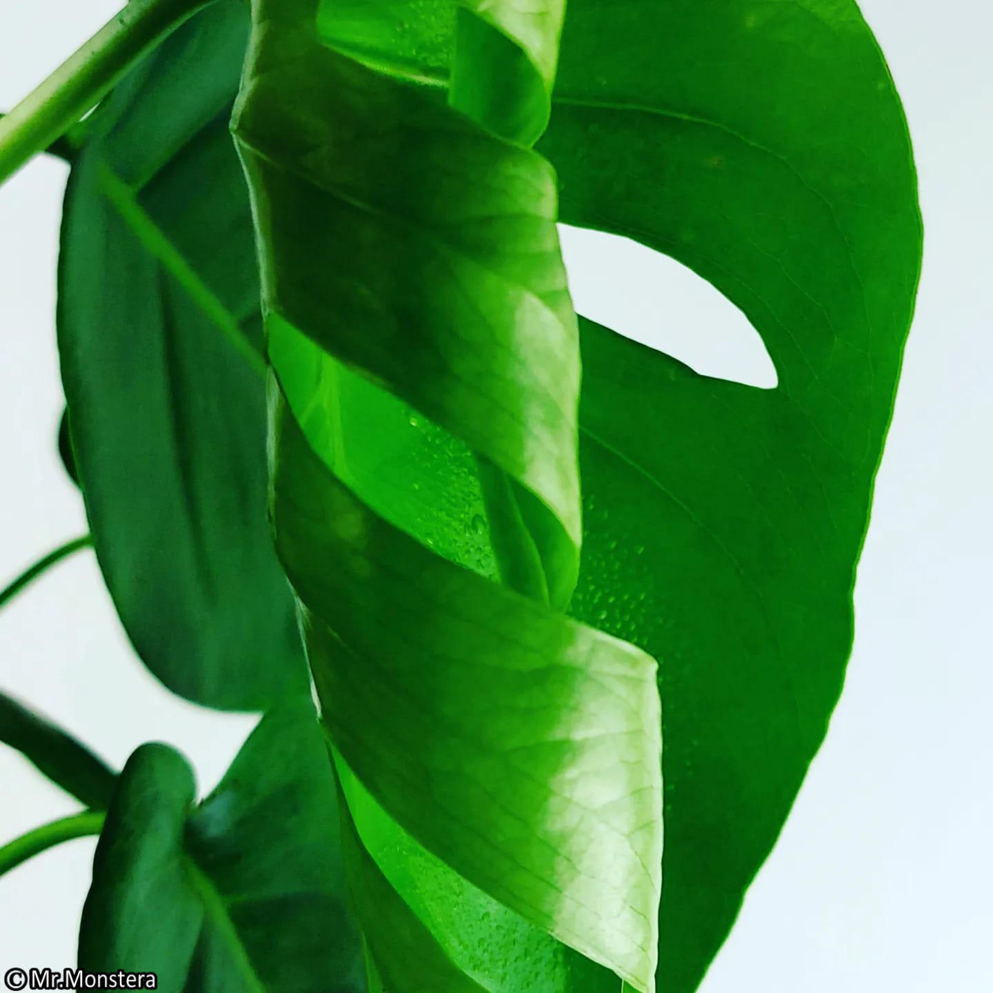 professionelle pflanzenpflege büro Berlin Potsdam professionelle pflanzenpflege büro Berlin