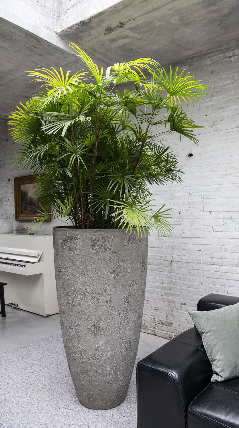 Nachhaltige Innenraumbegrünung Berlin indoor-pflanzenpflege