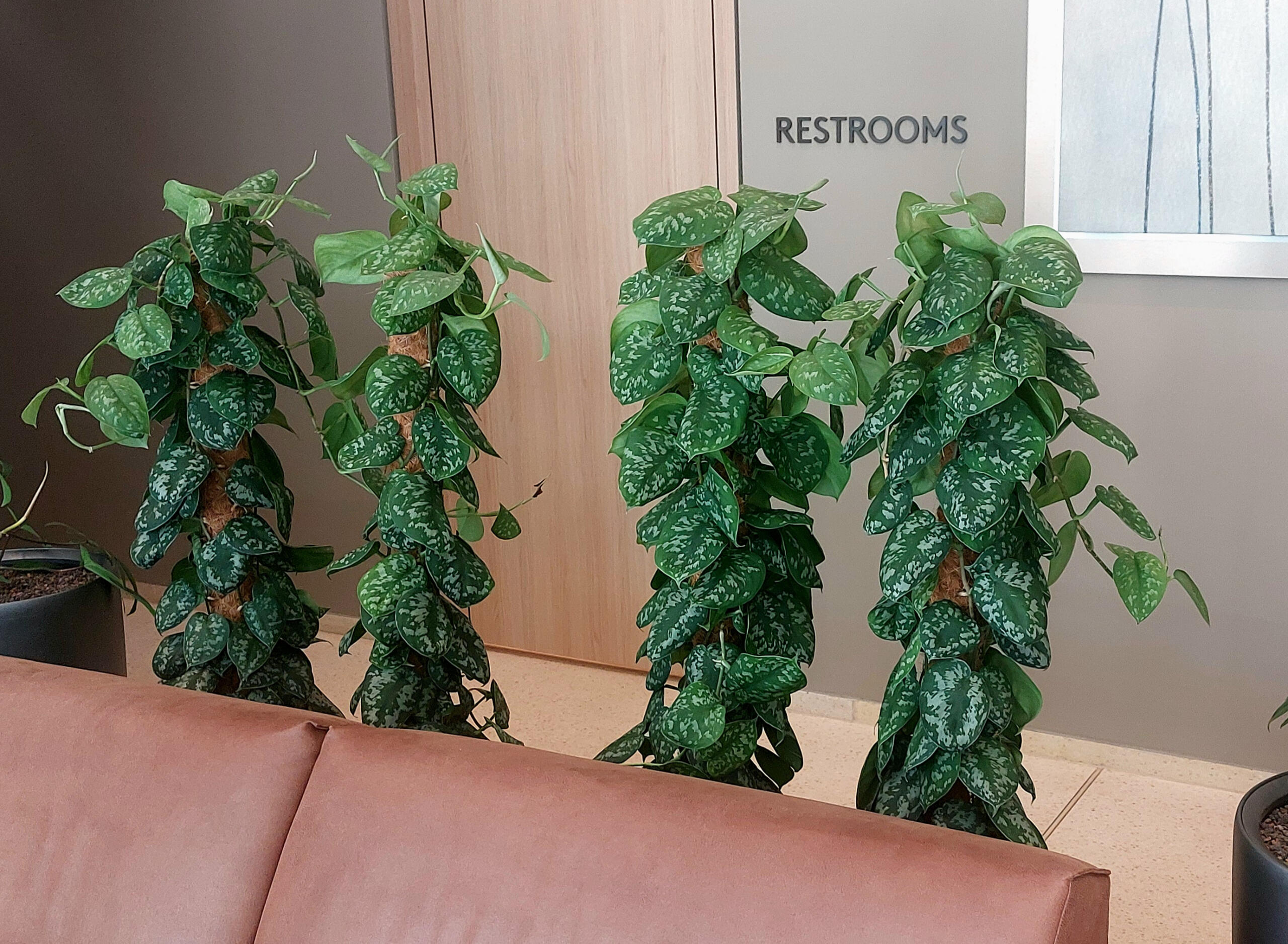 Mietpflanzen in Berlin und Potsdam umweltfreundliche büroeinrichtung berlin